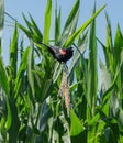 red winged blackbird in the sun