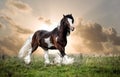 Horse on green grass Royalty Free Stock Photo