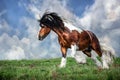 Horse on green grass Royalty Free Stock Photo