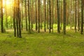 Sunny pine forest Royalty Free Stock Photo