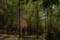 Sunny pine forest in Ardennes Royalty Free Stock Photo