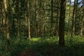 Sunny pine forest in Ardennes region, Belgium