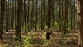 Sunny pine forest with hihg trunks background Royalty Free Stock Photo