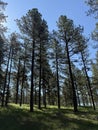 Sunny Pine Forest Scene 1 Royalty Free Stock Photo