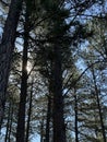 Sunny Pine Forest Scene 3 Royalty Free Stock Photo