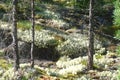 Sunny pine forest and thick moss.