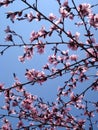 Sunny pink blossoms