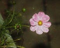 Sunny pink flower kosmeya in the garden