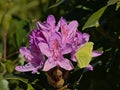 Closup of pink rhododendron flowers in the garden Royalty Free Stock Photo