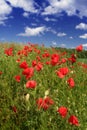 Sunny poppies