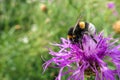 Sunny purple thistle flower with large fat bumble bees close up Royalty Free Stock Photo