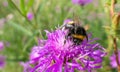 Sunny purple thistle flower with large fat bumble bees close up Royalty Free Stock Photo