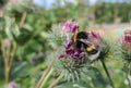 Sunny purple thistle flower with large fat bumble bees close up Royalty Free Stock Photo