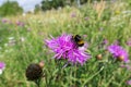 Sunny purple thistle flower with large fat bumble bees close up Royalty Free Stock Photo