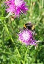 Sunny purple thistle flower with large fat bumble bees close up Royalty Free Stock Photo