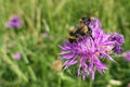 Sunny purple thistle flower with large fat bumble bees close up Royalty Free Stock Photo