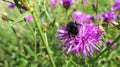 Sunny purple thistle flower with large fat bumble bees close up Royalty Free Stock Photo