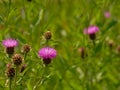 Sunny purple thistle flowers, close up, with green blur background Royalty Free Stock Photo