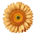 Sunny Radiance: Gerber Flower in Lively Yellow - Botanical Elegance.