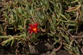 red ice plant with red flower - Malephora crocea Royalty Free Stock Photo
