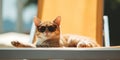 Sunny Relaxation: Adorable Cat with Sunglasses Lounging by the Pool, Capturing the Essence of Summer and Vacation