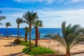 Sunny resort beach with palm tree at the coast shore of Red Sea in Sharm el Sheikh, Sinai, Egypt, Asia in summer hot. Bright sunny Royalty Free Stock Photo