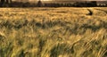 Sunny ripe crop - yellow corn field during sunrise