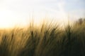 Sunny ripe crop - yellow corn field during sunrise