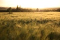 Sunny ripe crop - yellow corn field during sunrise Royalty Free Stock Photo