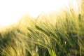 Sunny ripe crop - yellow corn field during sunrise