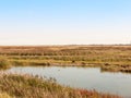 Sunny river stream scene nature reserve with sheep gazing in fie