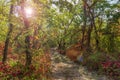 Sunny road in the autumn forest Royalty Free Stock Photo