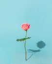 Sunny rose flower with shadow on blue pastel background. Valentines day, mothers day, womens day concept. Copy space