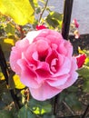 Sunny Rose at McHenry Mansion