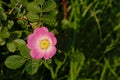 Bright pink common briar flower - rosa canina