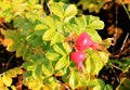 Sunny Rosehips in the dunes of Falsterbo, Sweden Royalty Free Stock Photo