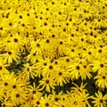 Sunny Rudbeckia flowers