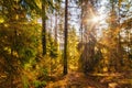 Sunny scene in the fir forest with sunbeams Royalty Free Stock Photo