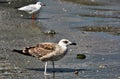 Sunny scenery of a beautiful gull on a wet beach