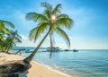 Sunny seascape with tropical palms on beautiful sandy beach in Phu Quoc island, Vietnam Royalty Free Stock Photo