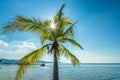 Sunny seascape with tropical palms on beautiful sandy beach in Phu Quoc island, Vietnam Royalty Free Stock Photo