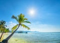 Sunny seascape with tropical palms on beautiful sandy beach in Phu Quoc island, Vietnam Royalty Free Stock Photo