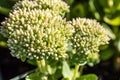 Sunny Sedum green flowers, Autumn Joy from Crassulaceae flora family