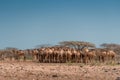 A sunny shot of a herd of camels under a cloudless blue sky, bel