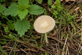 sunny side up mushroom - Bolbitius titubans Royalty Free Stock Photo