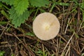 sunny side up mushroom - Bolbitius titubans Royalty Free Stock Photo