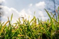 Sunny Sky Clouds Behind Bright Green Grass Backlit Blades Ground Royalty Free Stock Photo