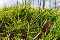 Sunny Sky Clouds Behind Bright Green Grass Backlit Blades Ground Royalty Free Stock Photo