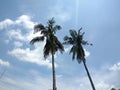 Sunny sky with coconut tree