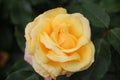 Sunny Sky Rose in rosegarden Royalty Free Stock Photo